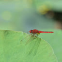 Lotus winged dragonfly  screen for extension Chrome web store in OffiDocs Chromium