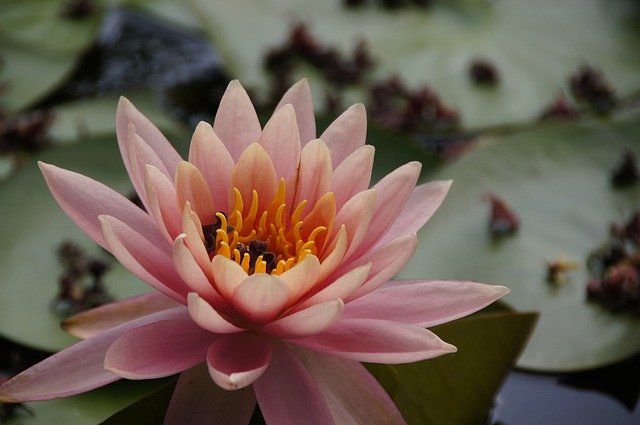 تنزيل Lotus Xie Pink مجانًا - صورة مجانية أو صورة لتحريرها باستخدام محرر الصور عبر الإنترنت GIMP