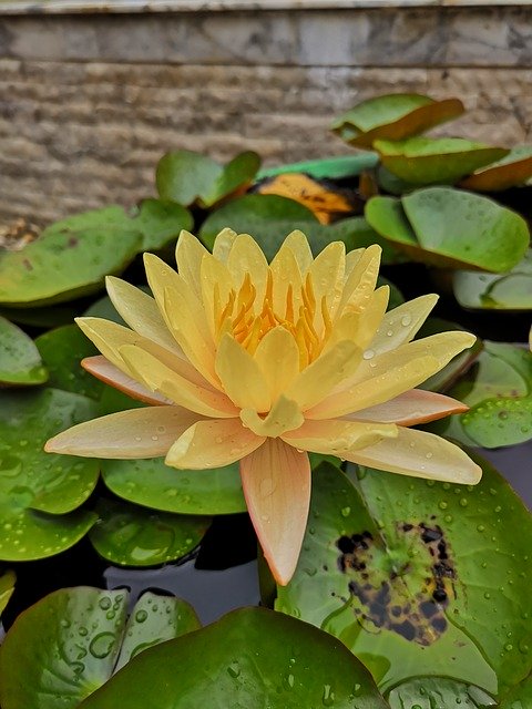 Baixe grátis Lotus Yellow Nature - foto ou imagem gratuita para ser editada com o editor de imagens online GIMP