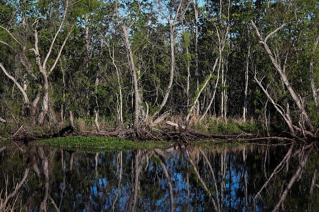 Free download Louisiana Swamp Bayou -  free photo or picture to be edited with GIMP online image editor