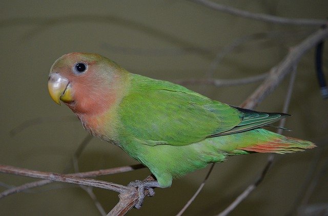 Descarga gratuita Love Bird Pet: foto o imagen gratuita para editar con el editor de imágenes en línea GIMP