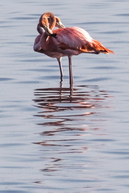 Libreng download Lovebirds Cuba Cayo Santa Maria - libreng larawan o larawan na ie-edit gamit ang GIMP online na editor ng imahe