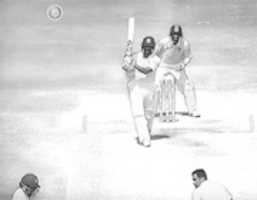 Free download Lovely Cricket Shot free photo or picture to be edited with GIMP online image editor