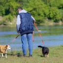 Lovely Dogs  screen for extension Chrome web store in OffiDocs Chromium