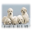 Lovely Dogs Wisdom Panel  screen for extension Chrome web store in OffiDocs Chromium