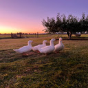 Lovely duck on the prairie wallpaper  screen for extension Chrome web store in OffiDocs Chromium