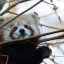 Lovely Eyes  screen for extension Chrome web store in OffiDocs Chromium