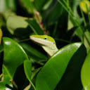 Lovely green lizard  screen for extension Chrome web store in OffiDocs Chromium