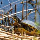 Lovely Turtle  screen for extension Chrome web store in OffiDocs Chromium