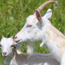 Lovely white goat mother  screen for extension Chrome web store in OffiDocs Chromium