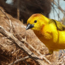 Lovely yellow feathered bird  screen for extension Chrome web store in OffiDocs Chromium