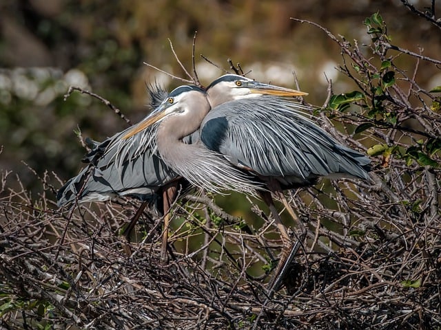 Free download love mating bird nature tree free picture to be edited with GIMP free online image editor