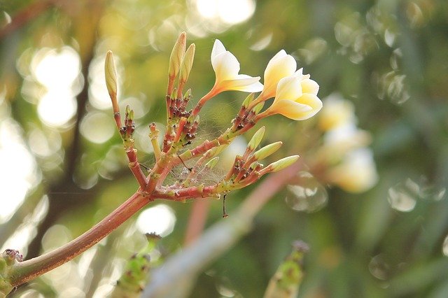 Скачать бесплатно Love Nature Flower - бесплатное фото или изображение для редактирования с помощью онлайн-редактора изображений GIMP