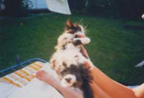 Free download Lowie Als Baby free photo or picture to be edited with GIMP online image editor