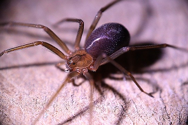 دانلود رایگان Loxosceles Spider Arachnid - عکس یا تصویر رایگان قابل ویرایش با ویرایشگر تصویر آنلاین GIMP