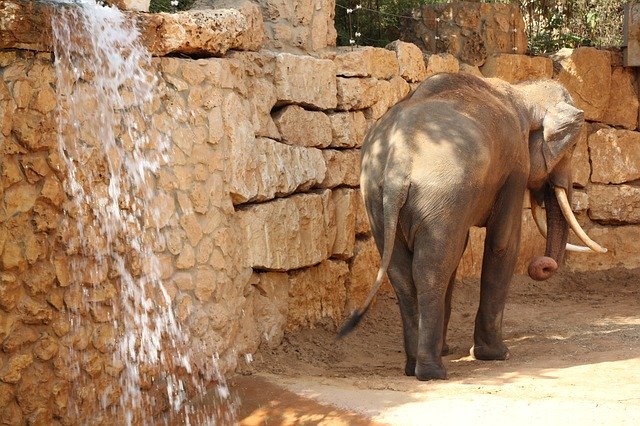 Free download Éléphant Défense Animal Africain -  free photo or picture to be edited with GIMP online image editor