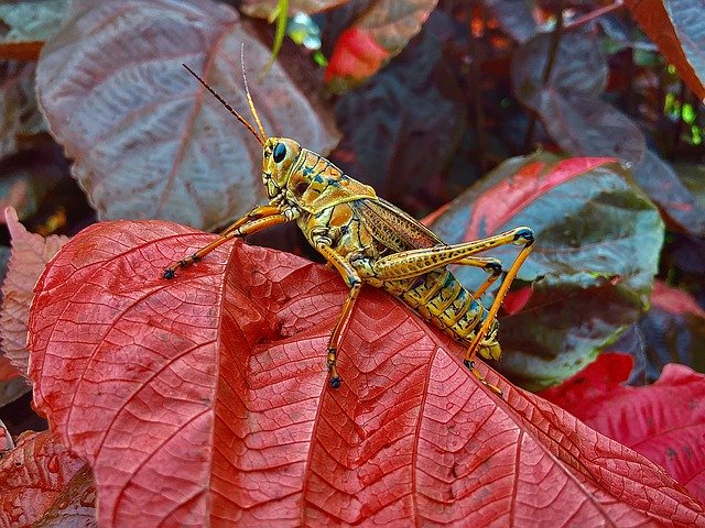 Template Photo Lubber Grasshopper Bright -  for OffiDocs