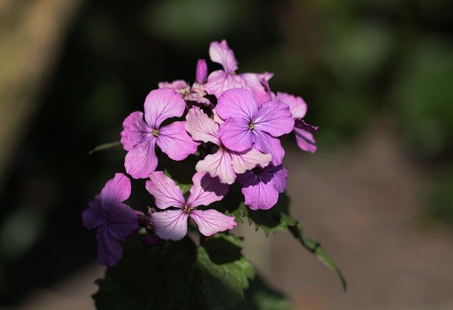 Free download lunaria annua judas coin sunlight free picture to be edited with GIMP free online image editor