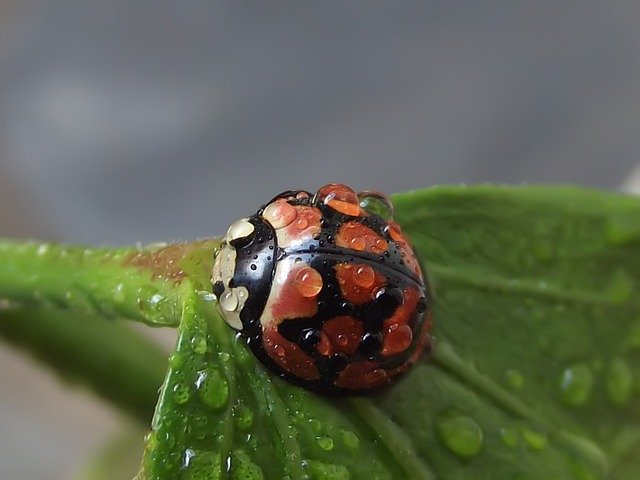 Free picture Lunate Ladybird Cheilomenes Lunata -  to be edited by GIMP free image editor by OffiDocs