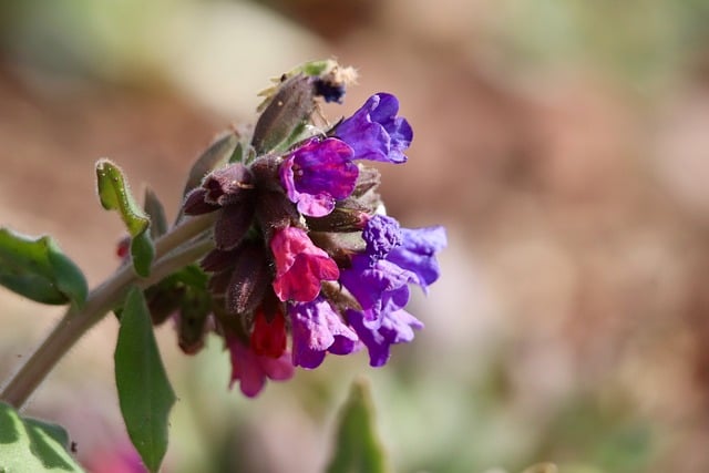 Free download lungwort sky key spotted weed free picture to be edited with GIMP free online image editor