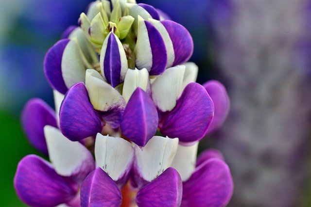 Kostenloser Download Lupine Flower Nature - kostenloses Foto oder Bild zur Bearbeitung mit GIMP Online-Bildbearbeitung