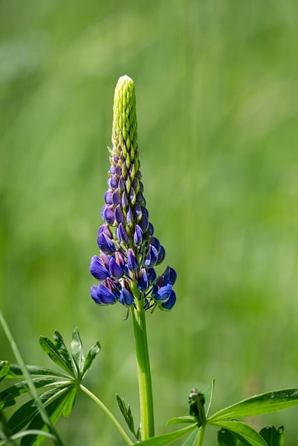 Free download lupine flower plant petals blossom free picture to be edited with GIMP free online image editor