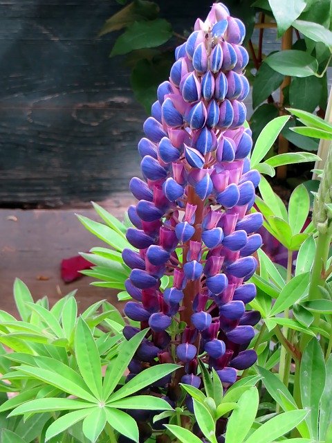 Free download Lupine Lupinus Fabaceae -  free photo or picture to be edited with GIMP online image editor