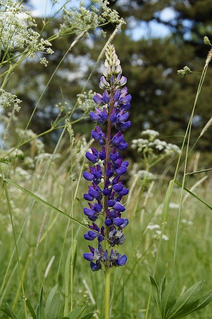 Kostenloser Download Lupine Meadow Summer - kostenloses Foto oder Bild zur Bearbeitung mit GIMP Online-Bildbearbeitung