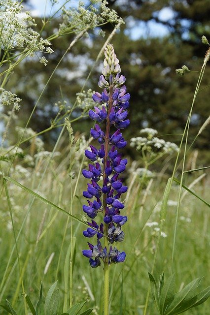 Descărcare gratuită Lupin Meadow Summer - fotografie sau imagine gratuită pentru a fi editată cu editorul de imagini online GIMP