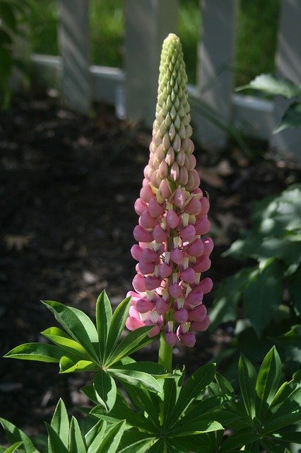 Template Photo Lupine Nature Flower -  for OffiDocs