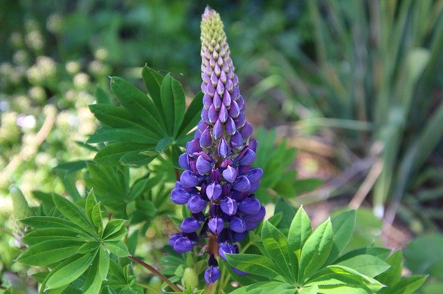 Free download Lupine Plant Flower -  free photo or picture to be edited with GIMP online image editor
