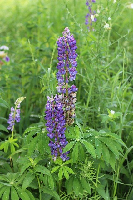 Kostenloser Download Lupine Purple Flower - kostenloses Foto oder Bild zur Bearbeitung mit GIMP Online-Bildbearbeitung