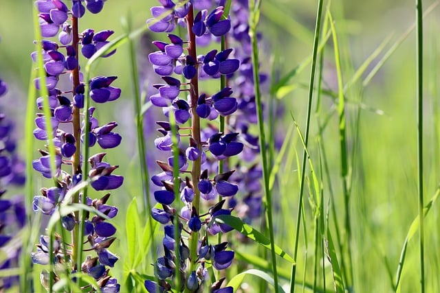 Free download lupins inflorescences purple flowers free picture to be edited with GIMP free online image editor