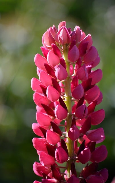 Free download lupins lupinus lupine bean legumes free picture to be edited with GIMP free online image editor