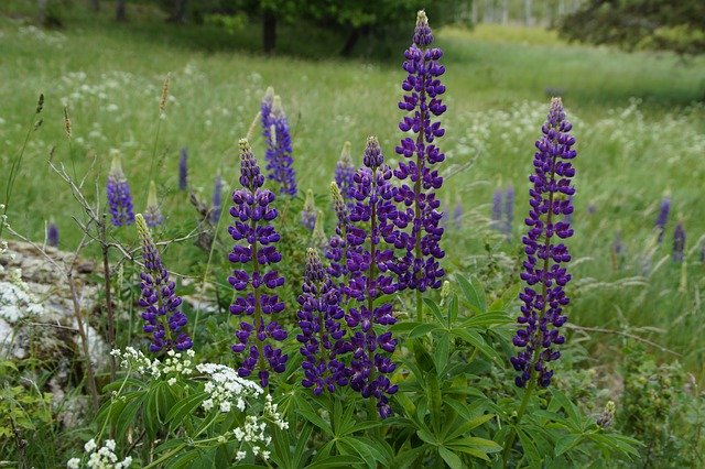 Unduh gratis Lupins Meadow Summer - foto atau gambar gratis untuk diedit dengan editor gambar online GIMP