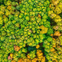 Lush forest  screen for extension Chrome web store in OffiDocs Chromium