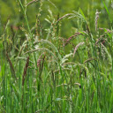 Lush grass and trees  screen for extension Chrome web store in OffiDocs Chromium