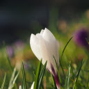 Lush Grass Flowers  screen for extension Chrome web store in OffiDocs Chromium