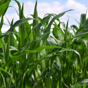 Lush Green Corn Field  screen for extension Chrome web store in OffiDocs Chromium