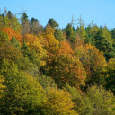 Lush green forest  screen for extension Chrome web store in OffiDocs Chromium