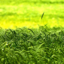 Lush green rice fields  screen for extension Chrome web store in OffiDocs Chromium