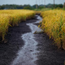 Lush Rice Fields  screen for extension Chrome web store in OffiDocs Chromium