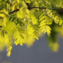 Lush tree branches  screen for extension Chrome web store in OffiDocs Chromium