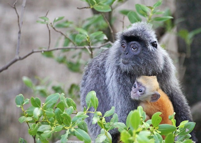 Free download lutungs langurs leaf monkeys free picture to be edited with GIMP free online image editor