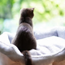 Luxurious cat nest  screen for extension Chrome web store in OffiDocs Chromium