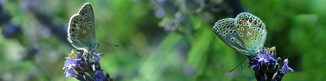 Free download Lycaenidae Butterfly Banner -  free photo or picture to be edited with GIMP online image editor