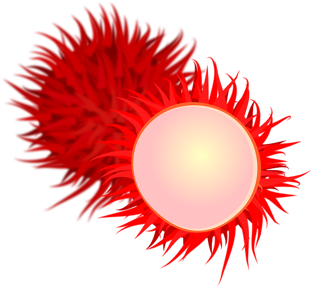 Free download Lychee Fruits Sliced - Free vector graphic on Pixabay free illustration to be edited with GIMP free online image editor