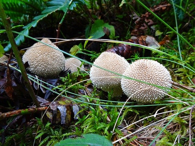 Free picture Lycoperdon Bottles Russulas -  to be edited by GIMP free image editor by OffiDocs