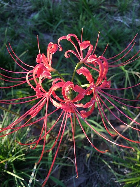 Free download Lycoris Radiata Red Spider Lily -  free photo or picture to be edited with GIMP online image editor