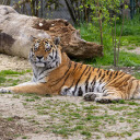 Lying Tiger  screen for extension Chrome web store in OffiDocs Chromium